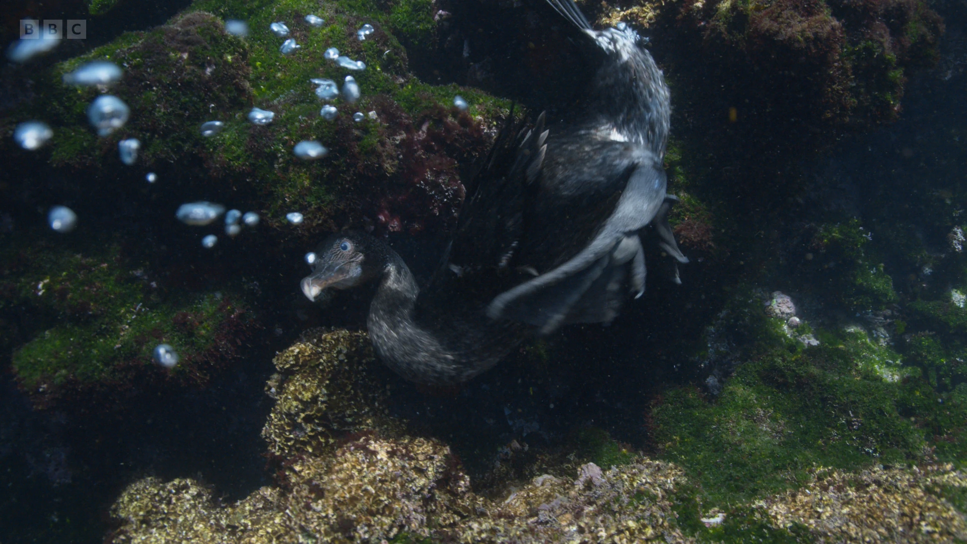 Flightless cormorant (Nannopterum harrisi) as shown in A Perfect Planet - Oceans